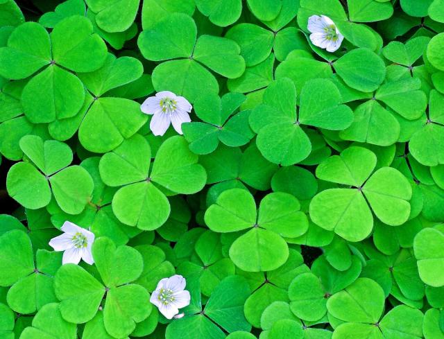 wood-sorrel